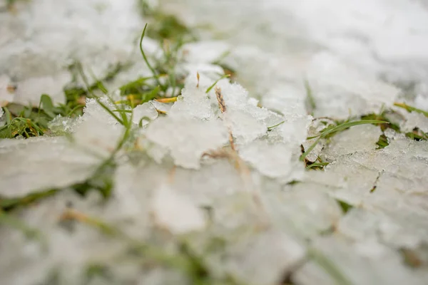 Plantas Grama Gelada Sob Gelo Neve — Fotografia de Stock