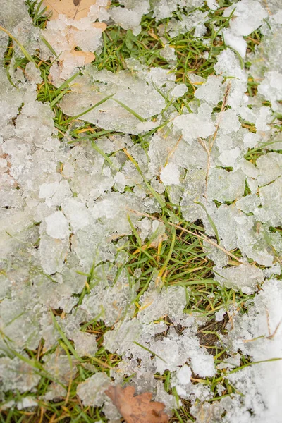 Hierba Helada Plantas Bajo Hielo Nieve —  Fotos de Stock