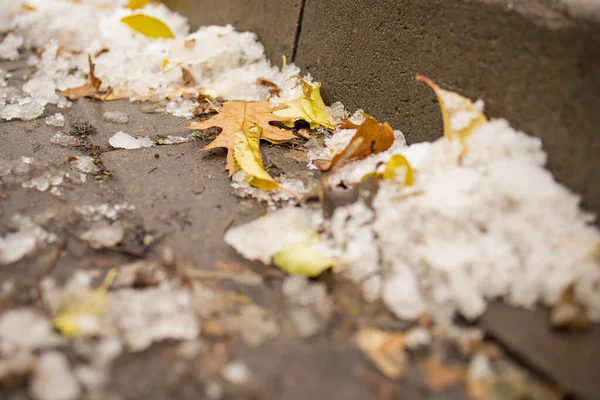 Hösten Maple Leaf Snow Närbild Frosty Fall Leaf Frysta Lönnlöv — Stockfoto