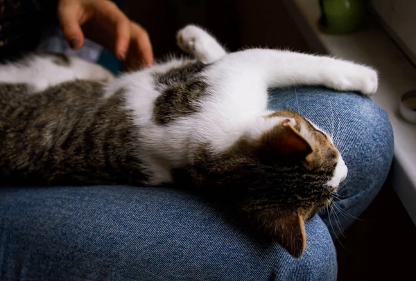 Primer Plano Del Propietario Con Gato Casa — Foto de Stock