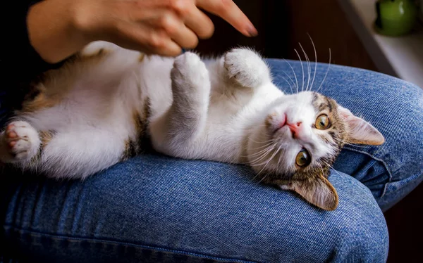 Gros Plan Propriétaire Avec Chat Maison — Photo