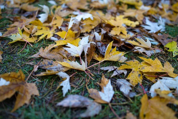 Gelbe Ahornblätter Auf Dem Boden Wald Goldener Herbst — Stockfoto