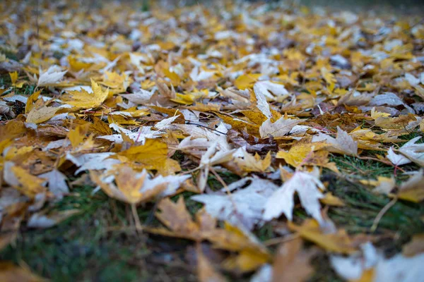 Gelbe Ahornblätter Auf Dem Boden Wald Goldener Herbst — Stockfoto
