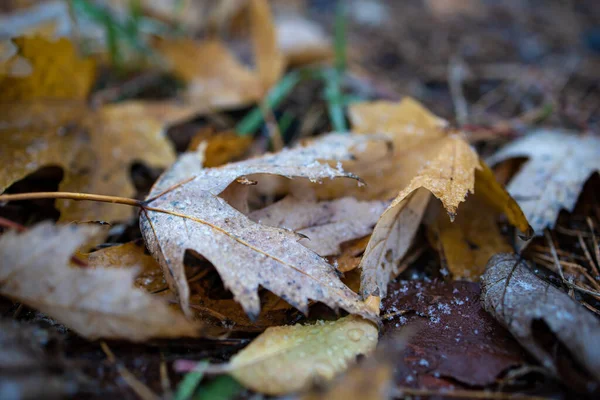 Herbstblätter Von Den Bäumen Den Frühen Tagen Des Winters Der — Stockfoto