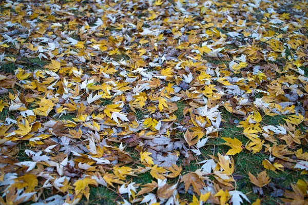 Gelbe Ahornblätter Auf Dem Boden Wald Goldener Herbst — Stockfoto