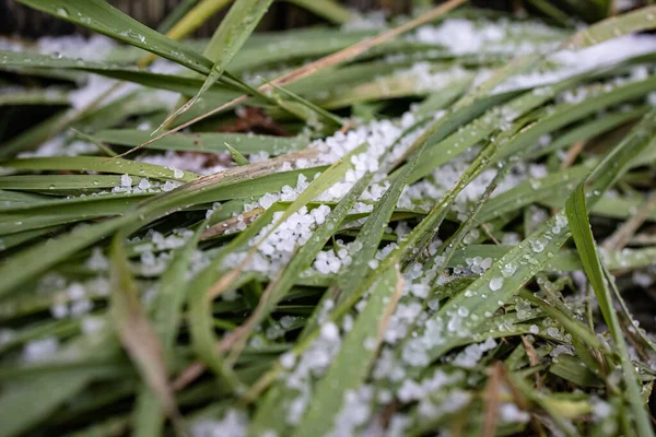 Ice Hail In Damaged Grass. White Ice Crystals On Ground Among Green Leaves