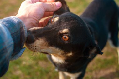 Sahibinin El Okuyan Köpeği Kapatın