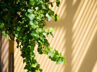 Güneş Işıklarından Beyaz Duvardaki Gölge.