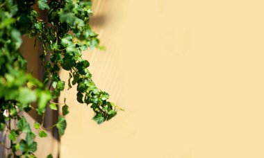 Metin için Boş Kopya Alanı - Şeftali Rengi Duvarında Yeşil Yapraklar Kalıbı.