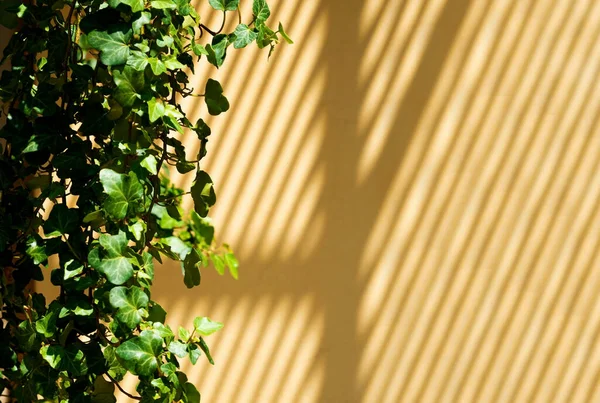 The Shadow On The White Wall From Sun Rays.