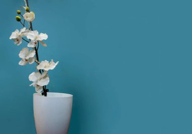 Mavi Arkaplanda Beyaz Saksıda Güzel Beyaz Orkide, Anlaşıldı Uzay.