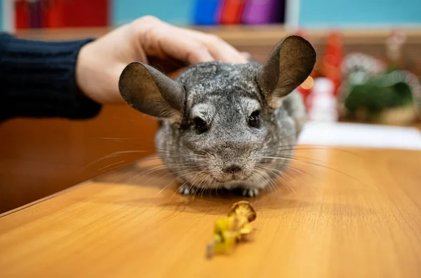 Hand Holds Chinchilla Puppy Home — Stock Photo, Image