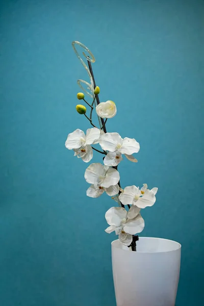 Orquídea Branca Bonita Vaso Branco Fundo Azul Espaço Cópia — Fotografia de Stock