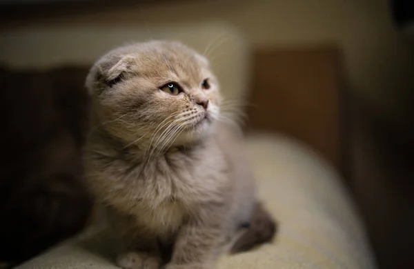 Ritratto Gatto Bambino Scozzese Sul Divano — Foto Stock