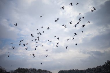 Mavi Gökteki Uçan Kuşlar