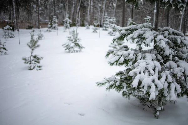Winter Landscape Forest Snowy Frosty Landscape — Stock Photo, Image