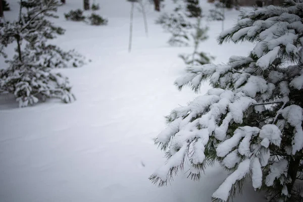 Floresta Paisagem Inverno Com Neve Paisagem Gelada — Fotografia de Stock