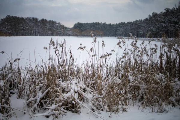 Winter Landscape Forest Snowy Frosty Landscape — Stock Photo, Image