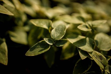Yeşil Çimenli Güneş Işıklı Yakın plan Fotoğraf. Ekoloji, Temiz Kavram