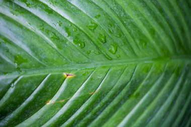 Parlak Yeşil Tropikal Yaprağın Yakın Çekimi. Tropik Yeşil Yaprak Arkaplanı.