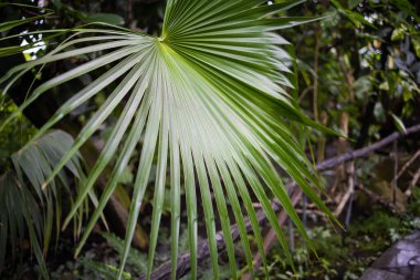 Doku Tropikal Yeşil Yaprak Canavarı Yakın plan