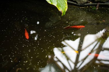 Göletteki suda güzel bir balık