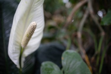 Satılık bir serada büyüyen Beyaz Spatthiphyllum Çiçekleri 