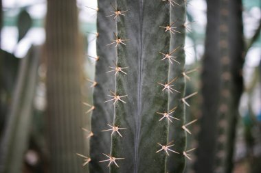 Keskin Dikenli Makro Doğal Taze Kaktüs Yeşil Botanik Bitkisi Detaylı