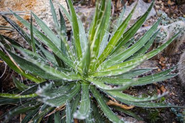 Aloe Bitkisinin Yapraklarının Yakın Çekimi