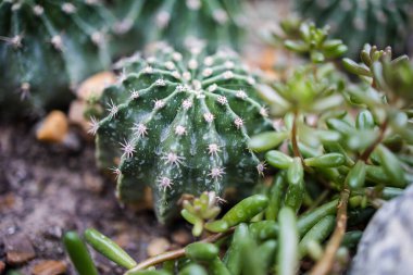Altın Top Kaktüsleri ya da Ekinopsis Kaktüsleri Grubu