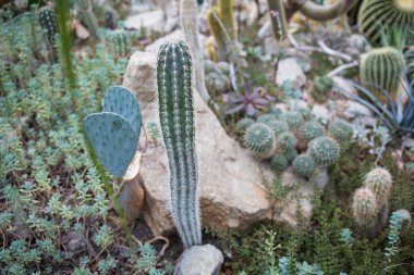 Tropikal Bitkiler, Kaktüsler ve Bir Seradaki Sulu Etler