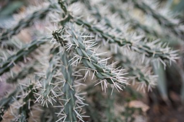 Tropikal Bitkiler Serasında Çoklu İğneli Kaktüs Kökleri.
