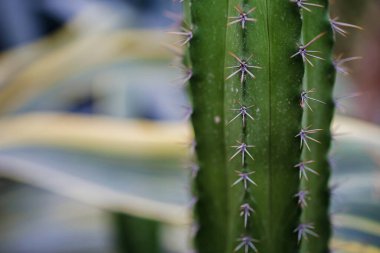 Serada bitkileri olan kaktüs bahçesi, yakın plan.