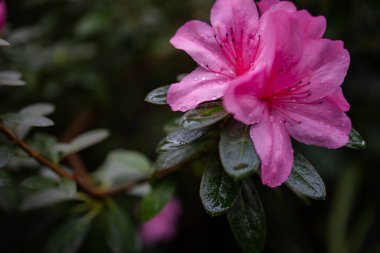 Güzel çiçekleri ve satılık bitkileri olan büyük bir sera.
