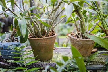 Saksıdaki Çiçeklerle Bahçe Merkezi