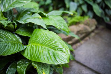 Saksıdaki Çiçeklerle Bahçe Merkezi