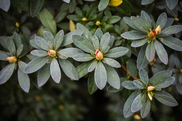 Saksıdaki Çiçeklerle Bahçe Merkezi