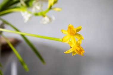 Evdeki Güzel Narcissus Çiçeğinin Yakın Çekimi.