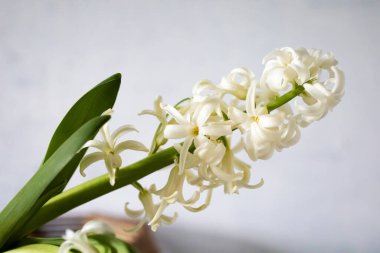 Beyaz Sümbül Çiçeklerinin Yakın Çekimi 