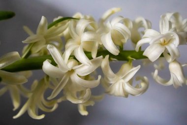 Beyaz Sümbül Çiçeklerinin Yakın Çekimi 