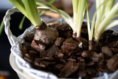 Çiçek filizi, yeni hayatın başlangıcı. Doğa Gücü. Bahçe, Bahar Konsepti.