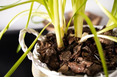 Çiçek filizi, yeni hayatın başlangıcı. Doğa Gücü. Bahçe, Bahar Konsepti.