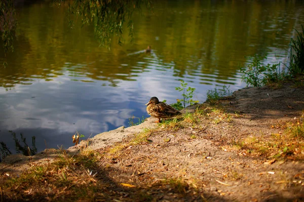 Duck On The Ground Near The Water.