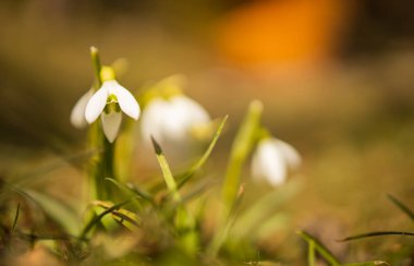Kar damlaları - Güzel Beyaz Bahar Çiçekleri. Baharın ilk çiçek açan bitkileri.