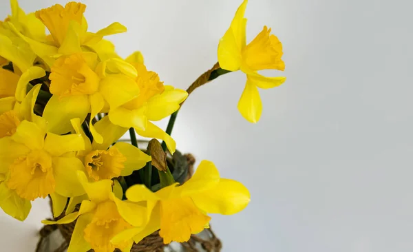 Primeira Primavera Amarelo Florescendo Flores Narciso Contra Fundo Branco Close — Fotografia de Stock