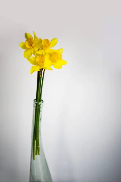 Still Life Bottle Yellow Flower Narcissus Minimal Concept — Stock Fotó