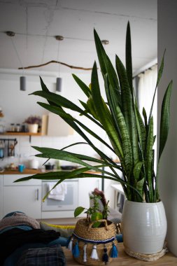 Yeni Evde Bir Saksıda Ev Bitkisi.