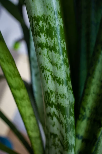 Home Plant Pot New House — Stock Photo, Image