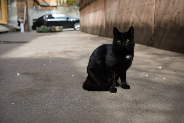 Mean Stray Black Cat Ser Misstänksam Vid Kameran Ovänlig Övergiven — Stockfoto