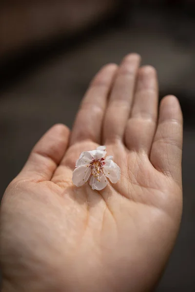 Woman Hand Spring Pear Fruit Flowers Closeup Pistil Detailed View — Stock Photo, Image